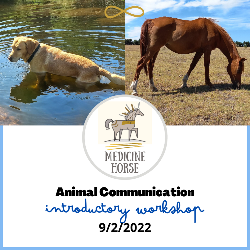 Medicine Horse Animal Communication workshop February 2022