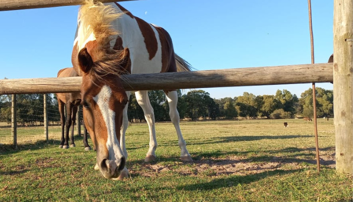 a paint-horse pony eagerly trying to greet