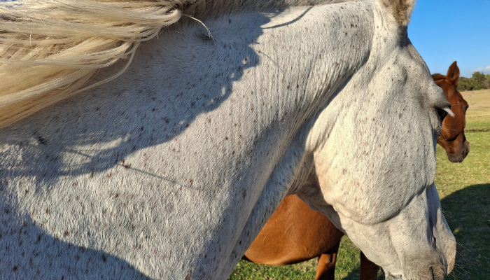 Horses resting in the wind