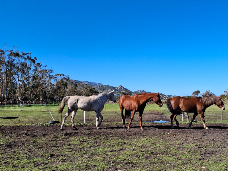 three mares