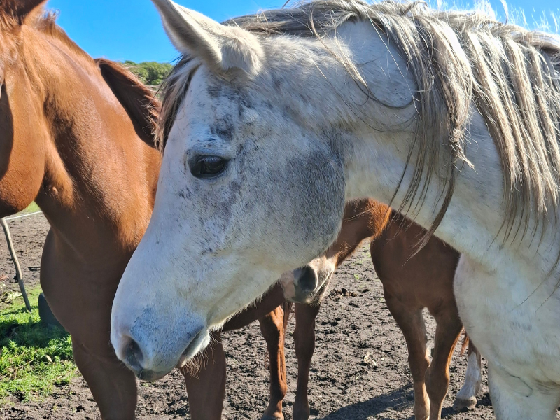 Horse Medicine