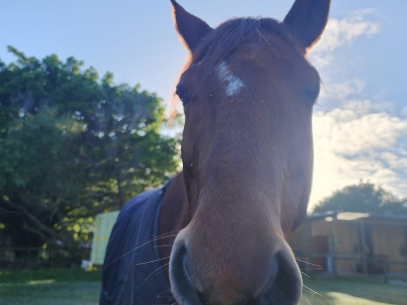 horse presence
